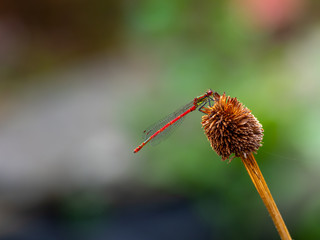 Large Red Damselfly Resting on a Seed Head