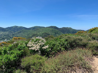 Fototapeta na wymiar Green Mountain Landscape