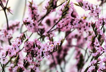 Macro closeup inflorescence of blooming Limonium also known as sea lavender, statice, caspia or marsh rosemary flower.