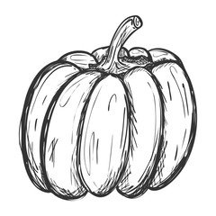 Sketch of a whole pumpkin.Doodle style. Drawing of a ripe pumpkin with hatching. Hand drawn and isolated on white. Can be used for thanksgiving, recipes, menus, harvest festivals. Symbol of fertility.