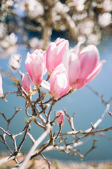 Tender twig with magnolia flowers in sunlight