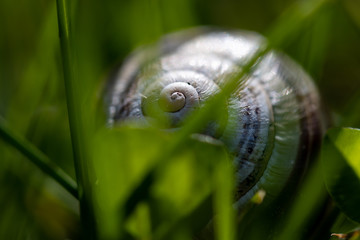caracol em profundidade de campo