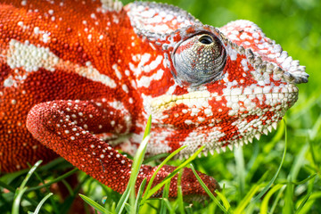 A bright orange chameleon is sitting in a thick green grass. Macro shooting