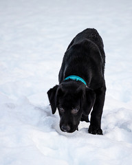 rufas na neve