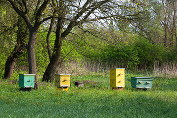 Old bee-garden. Beekeeping