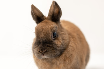 Rabbit on a white background 
