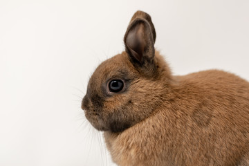 Rabbit on a white background 