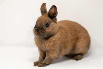rabbit on a white background