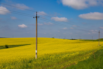 Blooming rapeseed field in Ukrainian countryside