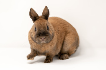 rabbit on a white background