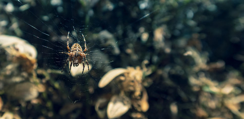 
A spider in the middle of its cobweb waiting to prey. European Garden Spider, Araneus Diadematus