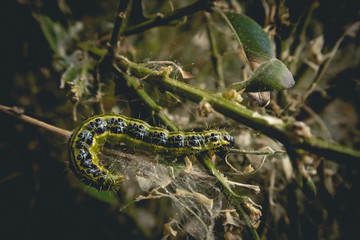 lizard on the tree