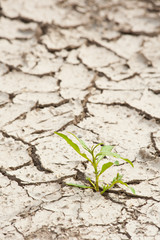 a plant that grows on dry, cracked soil surface during drought