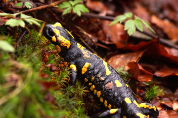salamandra