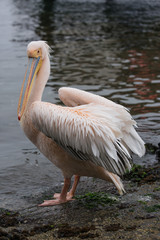 Portrait of beautiful water bird Pink-backed Pelican with yellow beak and gentle pink feathers and funny topknot. Namibia.