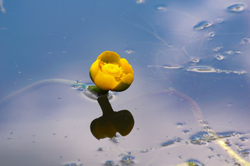 kwiat w wodzie - obrazy, fototapety, plakaty