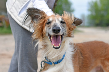 Portrait of a happy dog who walks with its mistress
