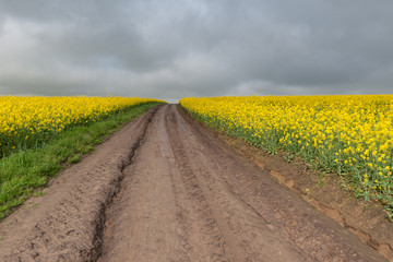 rape field in spring