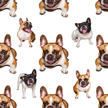 set of cute little dog French bulldog. Funny collection pictures pattern of different happy puppy, isolated for print