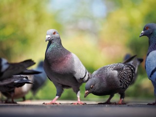 Pigeons 