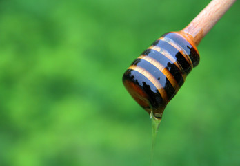 
honey dipper with liquid honey on a background of green flowers.
