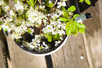 Blooming branches of an Apple tree in a teapot. Spring in the garden.