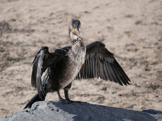 A tired black sea bird sits on the beach with its wings spread and dries its wet feathers in the sun on a warm summer day. A large black cormorant is resting on the beach.