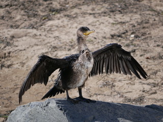 A tired black sea bird sits on the beach with its wings spread and dries its wet feathers in the sun on a warm summer day. A large black cormorant is resting on the beach.