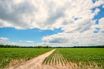 Fototapeta na wymiar A dirt road between two large corn fields with a beautiful sky above.