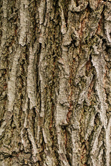Closeup macro dry tree bark texture background