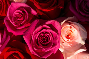 Red and pink roses. Floral background. Flowers closeup. Wediding and valentine. The rose petals.	
