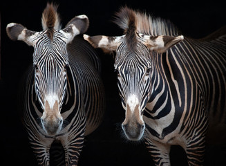 couple of zebras on a black background