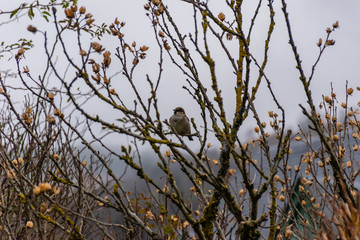 A male sparrow perching on a leafless tree branch in a garden on a winter afternoon (Arrens-Marsous, Hautes-Pyrenees, France)