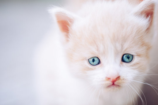 Charming beige white fluffy kitten with blue eyes.