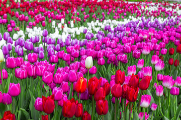 Obraz na płótnie Canvas Bright spring flowers, a carpet of blooming flowers, red, lilac and white tulips