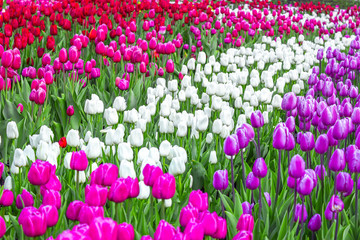 Bright lilac, white and red tulips on a background of greenery