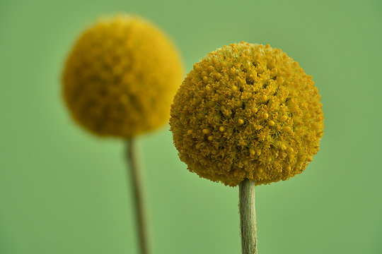 Close-up of two craspedia flowers, commonly known as billy buttons and woollyheads, in yellow and greenish tones.