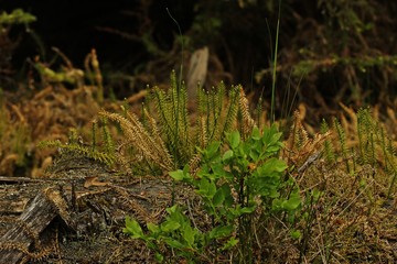 Schlangen-Bärlapp (Lycopodium annotinum).