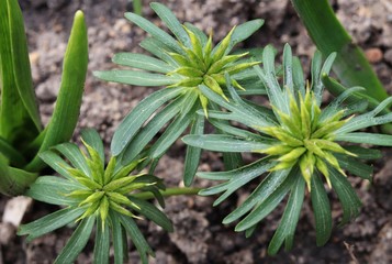 green plants in the garden