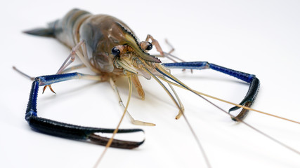 fresh shrimp/prawn on white background.Fresh prawn from river
