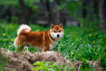 Naklejka na ściany i meble Portrait Shiba inu dog on green grass looks forward in summer