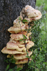 Laetiporus sulphureus - species of bracket fungus (fungi that grow on trees). Also known as...