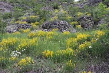 Yellow wildflowers grew on a hill near the rocks. I want to go higher and higher.
