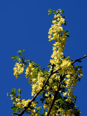 roślina krzew złotokap zwyczajny spotykany w parkach i ogrodach miasta Białystok na Podlasiu w Polsce