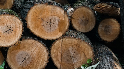 Big logs with cracks and scrapes, lying on each other in the forest. Spring.