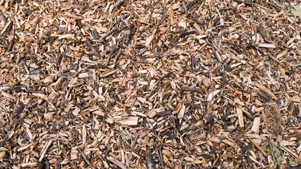 Sawdust in the forest. Macro shooting. Abstract Background