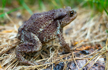 Common or grey toad (Bufo bufo) on a dried grass Mat in a summer forest.