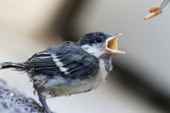 m&eacute;sange charbonni&egrave;re 