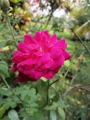 pink rose in garden