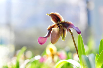 Closed up of Thai orchid in the garden